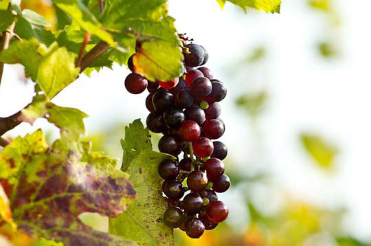 智能监控预警的ddos流量攻击购买